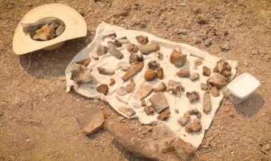 Seca no Norte do Brasil revela fósseis de crocodilo gigante que viveu há mais de 8 milhões de anos