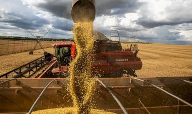 Agronegócio em alta: São Paulo, Mato Grosso e Paraná lideram a produção no Brasil em 2024