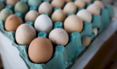 Preço do ovo sobe 15% em fevereiro e acumula alta de 16,4% no ano
