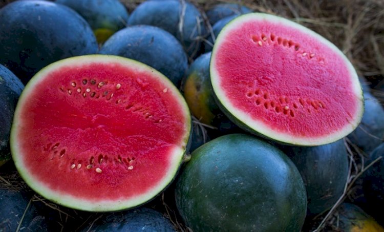 Goiás é o Segundo Maior Produtor de Melancia do Brasil