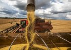 Agronegócio em alta: São Paulo, Mato Grosso e Paraná lideram a produção no Brasil em 2024