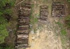 Construção de rodovia na Amazônia para COP30 gera críticas por impacto ambiental