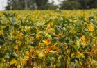 Goiás tem safra recorde e se consolida como potência agrícola no Brasil