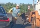 Touro solto causa pânico ao avançar sobre homem e pular sobre BMW com criança em Ribeirão Preto (SP)