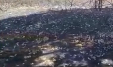 Incêndio destrói floresta de pinus da Faber-Castell no Triângulo Mineiro