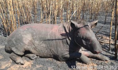 Anta Resgatada de Incêndio em Andradina (SP) Morre Após Sofrer Queimaduras Graves