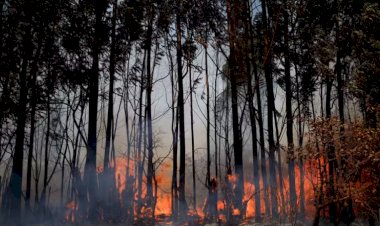 Brasil registra 11 milhões de hectares queimados entre janeiro e agosto de 2024, revela relatório do IPAM