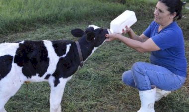 CFMV se posiciona contra PL 3665/2024 de Mourão sobre regulamentação de análises clínicas veterinárias