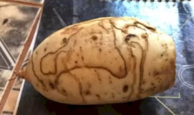 Batata-Doce: Riscos e Manchas Não Significam Que Está Estragada