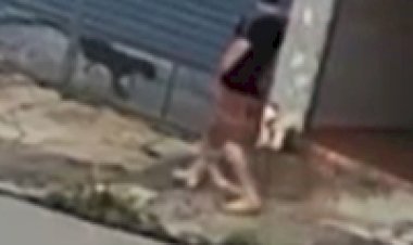 Tutor salva cachorro de ataque de pitbull e o coloca sobre o teto de um carro