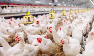Galinhas mortas em Goiás não estavam com gripe aviária, confirma laudo oficial