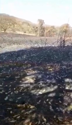 Incêndio destrói floresta de pinus da Faber-Castell no Triângulo Mineiro